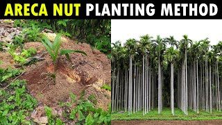 Areca nut Planting Method  Betel nut Planting Method [upl. by Buchheim179]