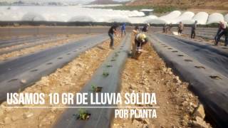 Aplicación en Zarzamora Los Reyes  Lluvia Sólida de Michoacán [upl. by Chas]