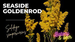 Plant Profile Seaside Goldenrod Solidago sempervirens [upl. by Selina]