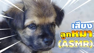 เสียงลูกหมาร้องน่ารักๆเอาไว้แกล้งเด็ก เปิดแกล้งหมา ASMR Puppy Sound  CHANAWAN [upl. by Horatius]