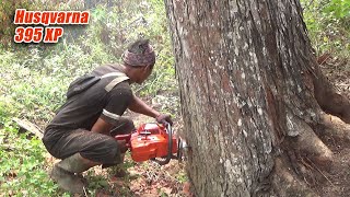 skills of a mahogany lumberjack with chainsaw Husqvarna 395 xp [upl. by Barn]