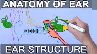 Anatomy of Ear  Structure and Basic functions [upl. by Annirtak]