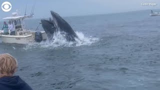 Whale capsizes boat off coast of New Hampshire [upl. by Ledoux]