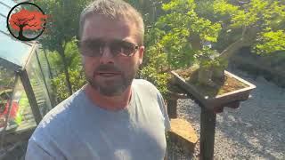 Achieving a Stunning Cotoneaster Bonsai on a Rock [upl. by Anawek705]