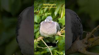 Nature Sounds  The Wood Pigeons relaxing call shorts [upl. by Zzahc]