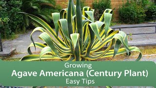 Growing Agave Americana Century Plant Easy Tips [upl. by Sonny]