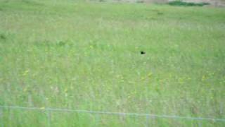 Bobolink Display [upl. by Jedthus]