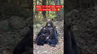 Wildlife  Bear 🐻 feeding 🍼🍼 to cubs  Beutiful Wildlife wildlife animals bear [upl. by Natek7]