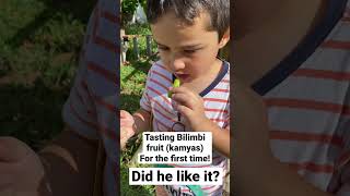 Bilimbi fruit from my tree bilimbipickle backyardgardening gardening kamyas youtubeshorts [upl. by Lotta]