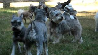 Miniature Schnauzer Howling Party [upl. by Icyaj762]