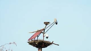 Slo Mo Delta nest Bald Eagle [upl. by Ted]