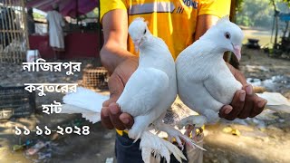 pigeon price 2024  কবুতরের দাম জানুন ২০২৪  kobutorer price 2024  Giribaz Fancy Golla kabootar [upl. by Theall613]