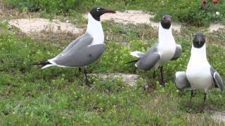 Laughing Gulls quotlaughingquot [upl. by Netfa]