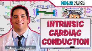 Cardiovascular  Electrophysiology  Intrinsic Cardiac Conduction System [upl. by Harrat]