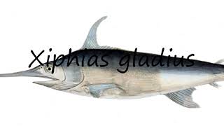 How to Pronounce Xiphias gladius [upl. by Sirah]