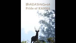 Barasingha Pride of Kanha Call9167724318 barasingha kanha safari mptigerfoundationsociety [upl. by Paige]