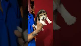 Beagle pup 8197195271 beagle puppy yt [upl. by Ecirtnahc]