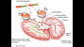 Anatomi Sistem Neurosensoris [upl. by Pucida277]