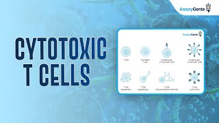 Cytotoxic T Cells [upl. by Mellins]