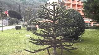 Čilska aravkarija Araucaria araucana Strunjan Slovenija [upl. by Clorinda833]