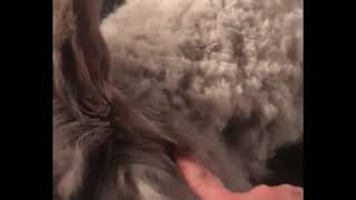 How to groom and shear a English angora rabbit [upl. by Laikeze]