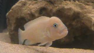 Telmatochromis Temporalis Swell defending territory [upl. by Eelyak266]