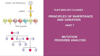 Principles of Inheritance Part 7 Mutation Pedigree Analysis Class 12  Zoology Biju TL [upl. by Aicad]