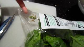 frog in spinach salad bag [upl. by Darsey304]