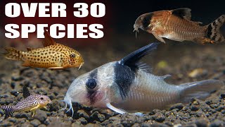 All My Corydoras  Over 30 species of Rare and Common Corys [upl. by Elinore697]