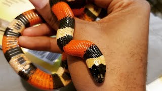 Pueblan milk snake update [upl. by Ydoj]