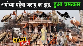 अयोध्या पहुँचा जटायु का झुंड लोगो को याद आया रामायण  Jatayu In Ayodhya 2024  Vulture In Ayodhya [upl. by Noda]