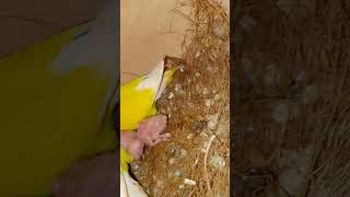 Lotino Parrot Family plzsubscribemychannel [upl. by Chandra]