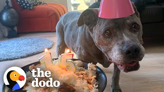 Senior Pitties Best Years Are Yet To Come  The Dodo Pittie Nation [upl. by Hsirrap]