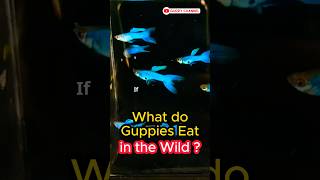 Guppy Fish Care  What do Guppies Eat in the Wild  guppychannel fishtank facts aquarium [upl. by Annahsirhc]