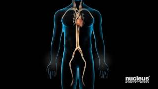 Coronary Angioplasty  Understanding Cardiovascular Disease [upl. by Lucila]