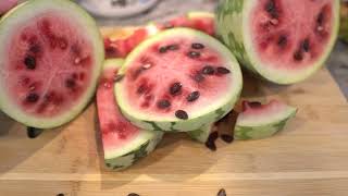 Growing Watermelon in Portable Trash Bin [upl. by Ateerys440]