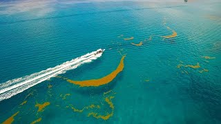 The Astounding Length of Seaweed in the Sargasso Sea 4K [upl. by Pegasus188]