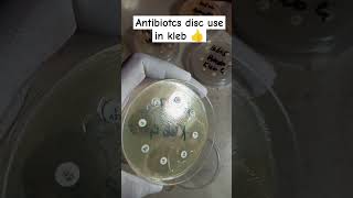 Klebsiella pneumoniae antibiotics sensitivity Disc  Kleb antibiotics disc  culture sensitivity [upl. by Steffi165]