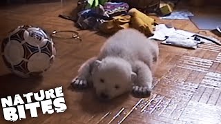 Baby Polar Bear Raised By Humans  Nature Bites [upl. by Un151]