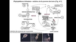 Les pathogènes des plantes  Biologie et Physiologie des plantes [upl. by Nylyahs]