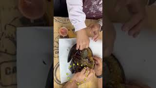 MAKAN BELANGKAS BAKAR belangkasbakar pantairemis kualaselangor [upl. by Eicyak]