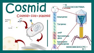 Cosmids  What are cosmid vectors  What is the difference between plasmid and cosmid [upl. by Merlin972]