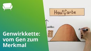 Genwirkkette vom Gen zum Merkmal  Biologie  Genetik [upl. by Camila]