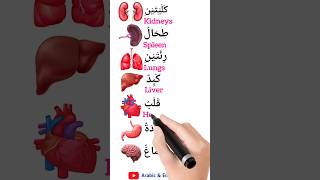 Body parts اسماء اعضاء الجسم english arabic arabiclenguage education englishvocabulary [upl. by Alahc]