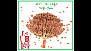 ASPERGILLUS Life Cycle [upl. by Leonor848]