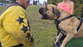 African Boerboel Agitation Training [upl. by Yelena]