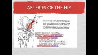 Lower Limb Blood Vessels [upl. by Yenffit626]