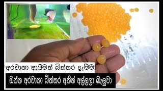 ŕ¶¶ŕ·’ŕ¶­ŕ·Šŕ¶­ŕ¶» ŕ¶Żŕ·ŕ¶¸ŕ·Šŕ¶¸ŕ·Ź ŕ¶†ŕ¶şŕ·’ŕ¶¸ŕ¶­ŕ·Š ŕ¶…ŕ¶»ŕ·€ŕ·Źŕ¶±ŕ·Ź  Egg Lay Silver Arowana monsterfishkeepers arowanakeepers arowana [upl. by Trefor201]