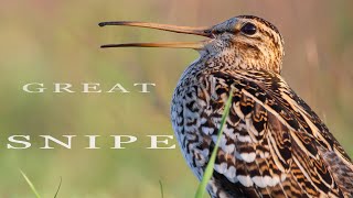 GREAT SNIPE birds call sounds and display [upl. by Neddra]