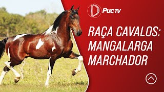 RAÇA CAVALOS MANGALARGA MARCHADOR [upl. by Serge]